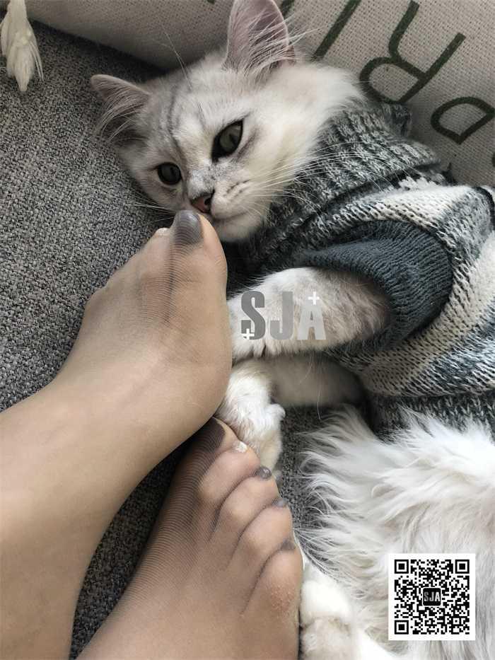 长发,居家,闺蜜,午后,日常,优雅,闺蜜视角,SJA佳爷,色针织裙,木质扶手椅,银灰色虎斑猫